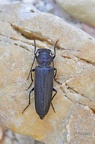 Halsgrubenbock (Arhopalus sp.)